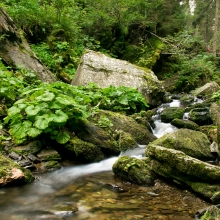 Bílá Opava